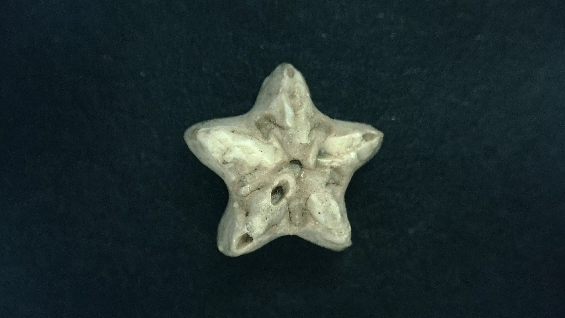 Timor Indonesia Deltoblastus coronatus Blastoid 3c | Fossils for Sale