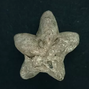 Deltoblastus coronatus Blastoid #5