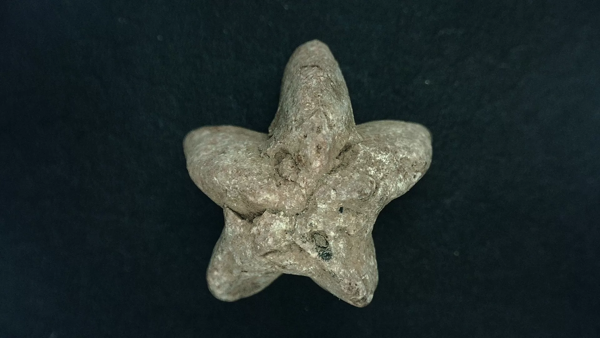 Timor Indonesia Deltoblastus coronatus Blastoid 5 | Fossils for Sale