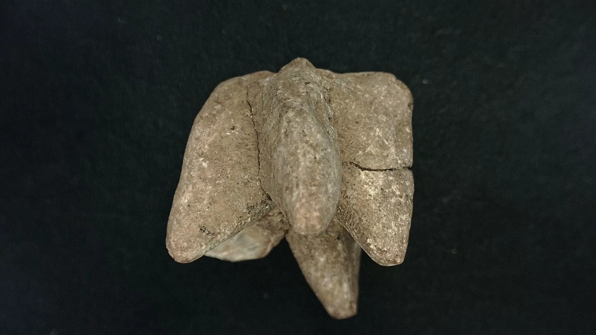 Timor Indonesia Deltoblastus coronatus Blastoid 5a | Fossils for Sale