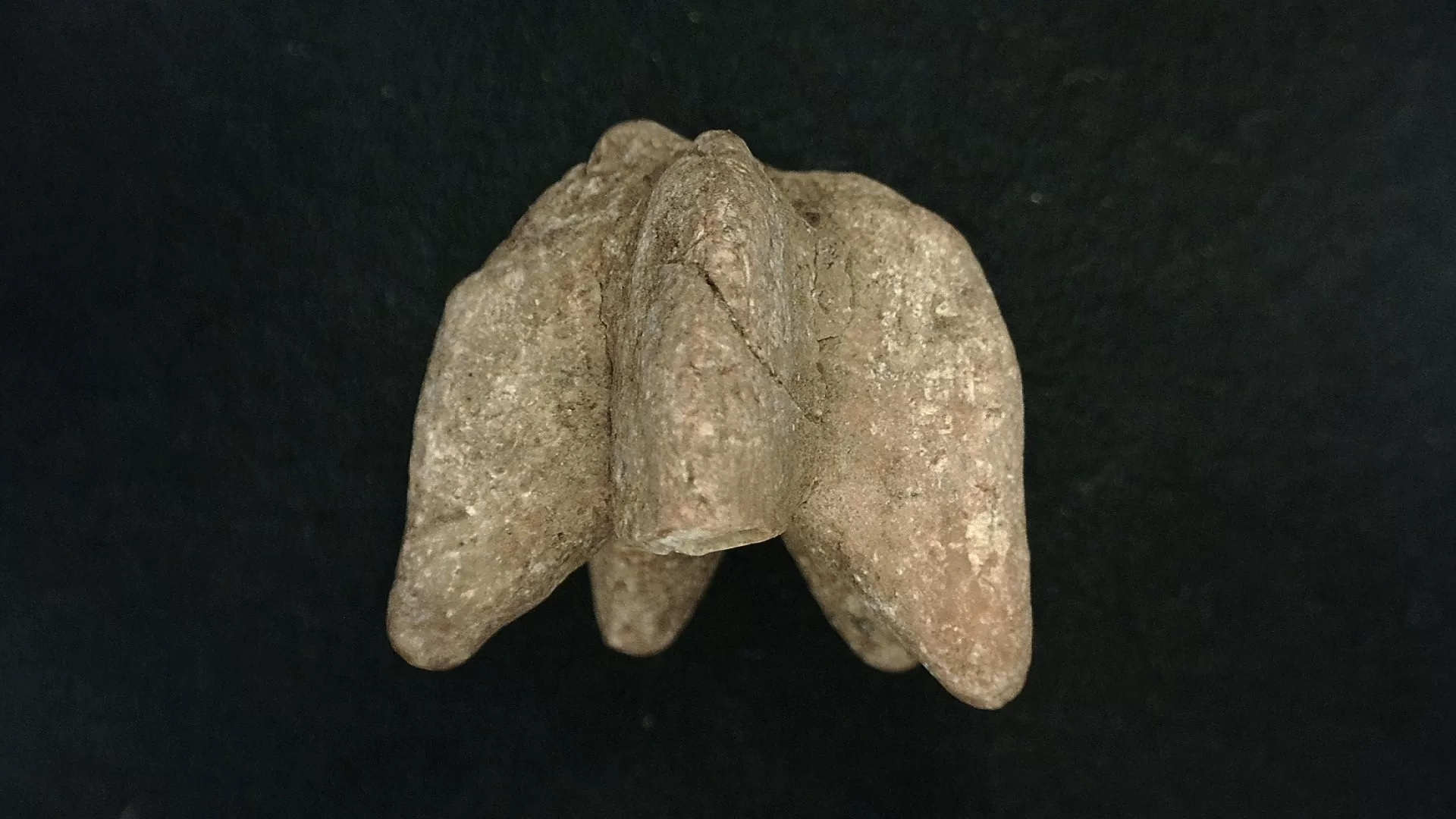 Timor Indonesia Deltoblastus coronatus Blastoid 5b | Fossils for Sale