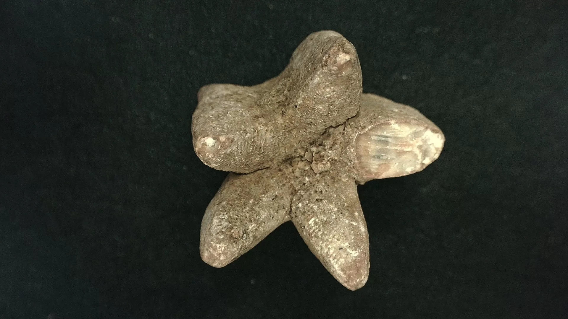 Timor Indonesia Deltoblastus coronatus Blastoid 5c | Fossils for Sale