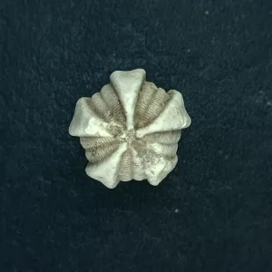 Deltoblastus ellipticus Blastoid #1