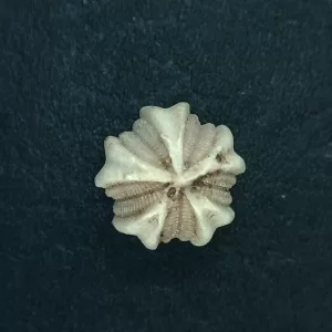 Deltoblastus ellipticus Blastoid #2