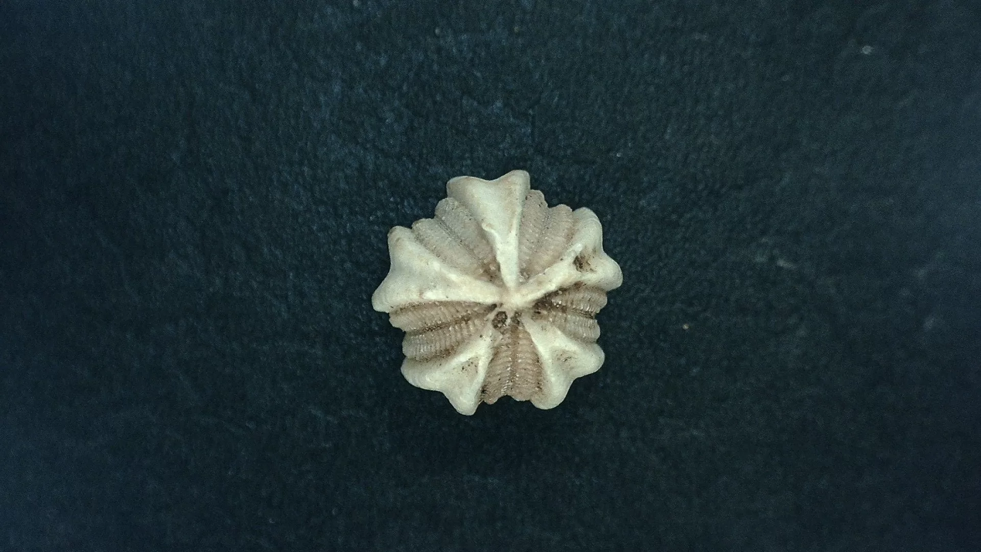 Timor Indonesia Deltoblastus ellipticus Blastoid 2 | Fossils for Sale