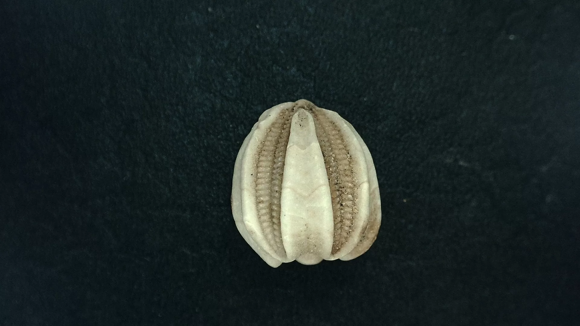 Timor Indonesia Deltoblastus ellipticus Blastoid 2a | Fossils for Sale