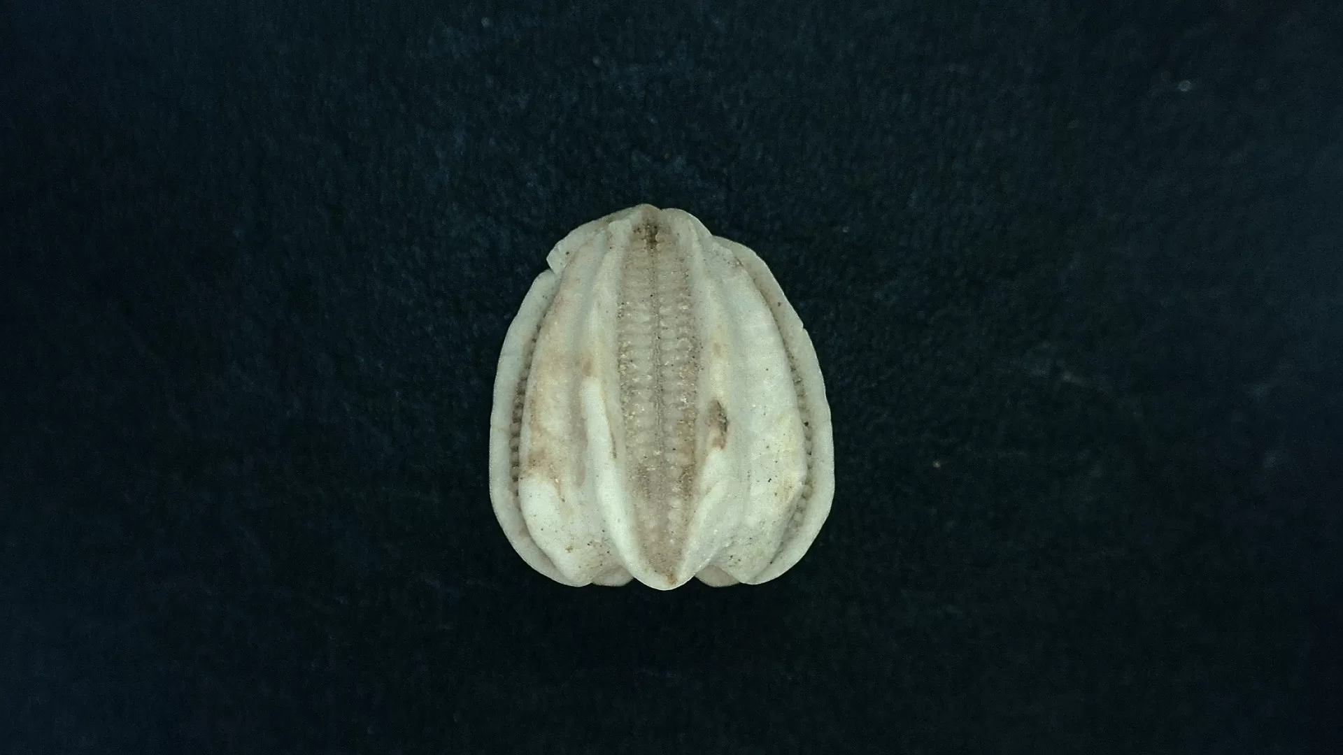 Timor Indonesia Deltoblastus ellipticus Blastoid 2b | Fossils for Sale