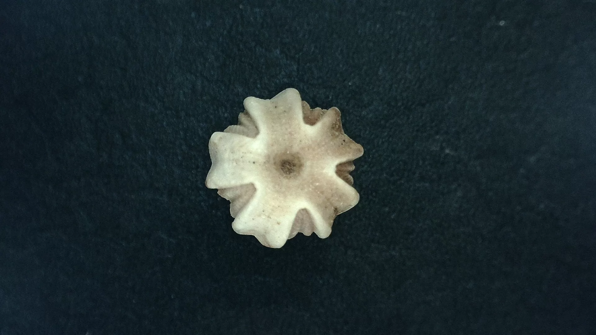 Timor Indonesia Deltoblastus ellipticus Blastoid 2c | Fossils for Sale