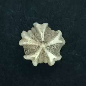 Deltoblastus ellipticus Blastoid #4