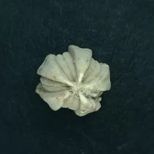 Deltoblastus elongatus Blastoid #1