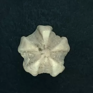 Deltoblastus elongatus Blastoid #2