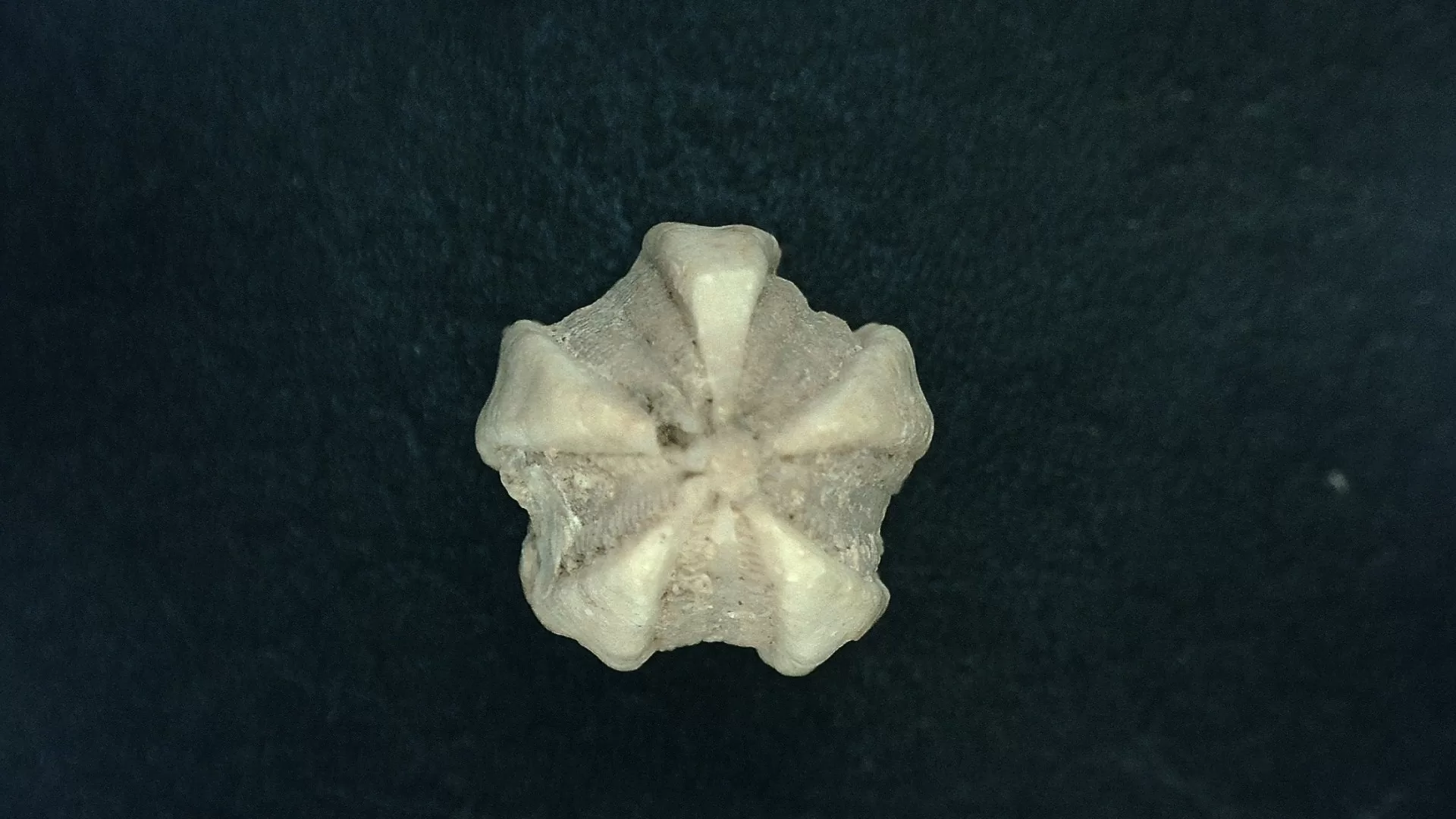 Timor Indonesia Deltoblastus elongatus Blastoid 2 | Fossils for Sale