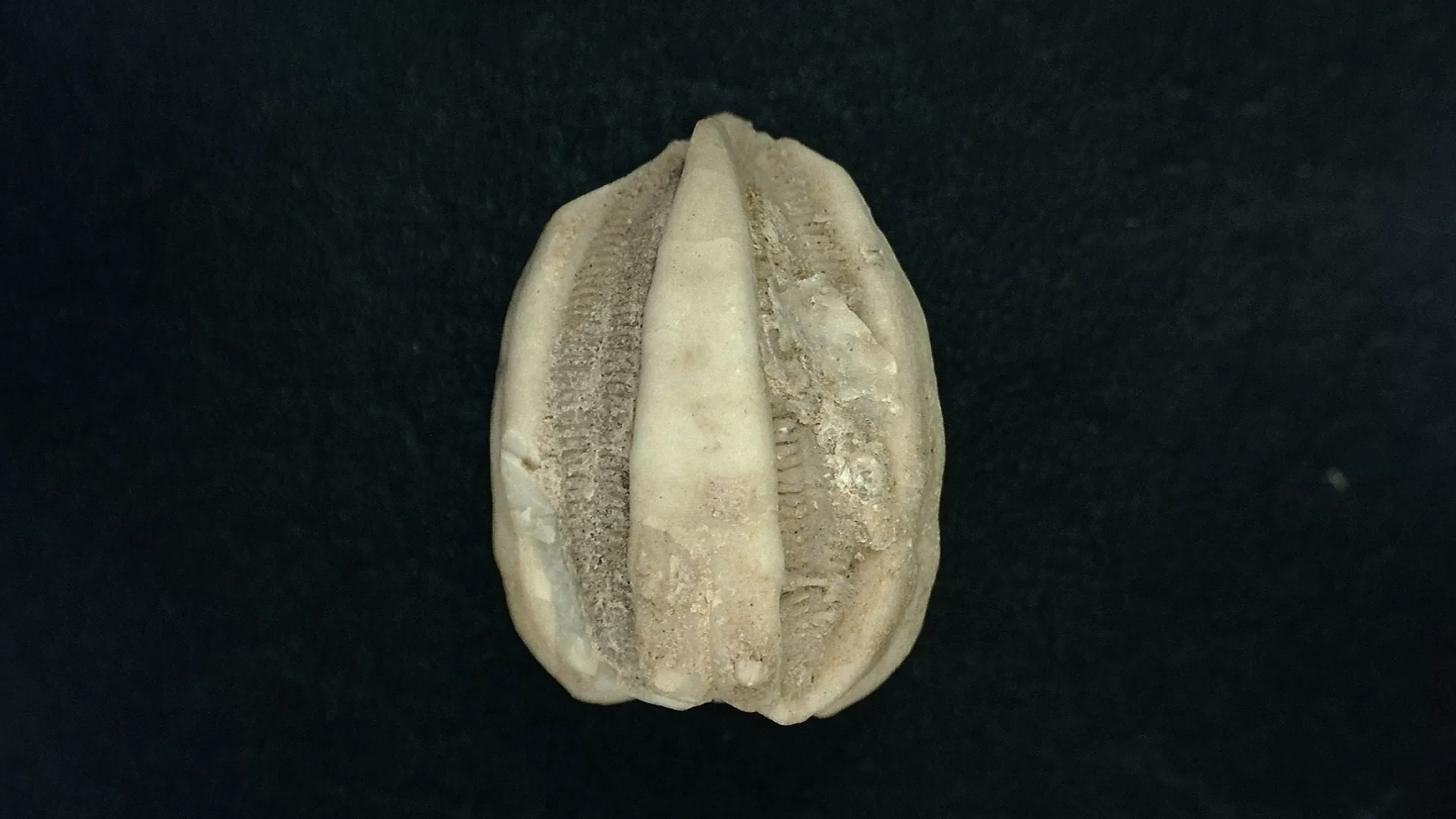 Timor Indonesia Deltoblastus elongatus Blastoid 2b | Fossils for Sale
