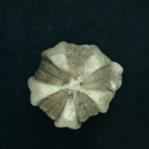 Deltoblastus elongatus Blastoid #3