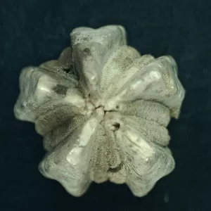 Deltoblastus elongatus Blastoid #4