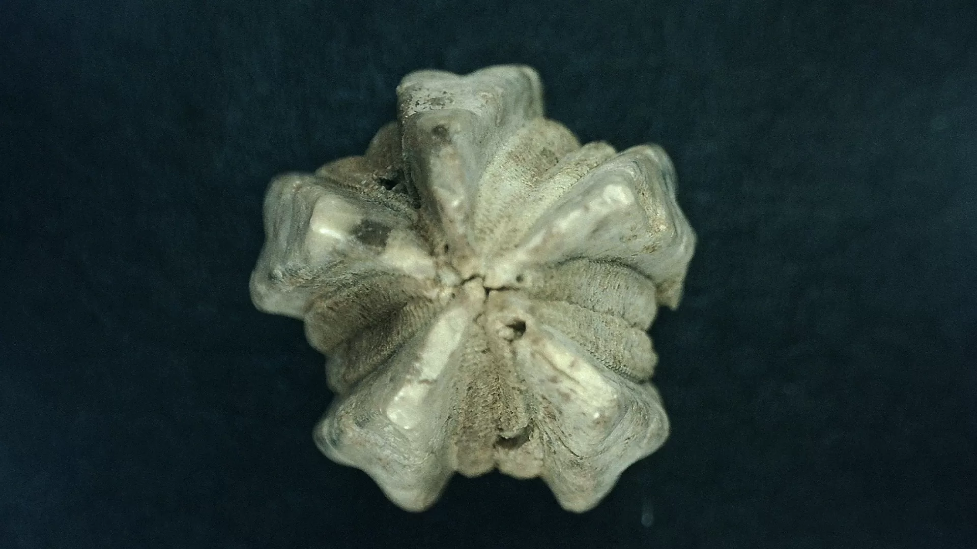 Timor Indonesia Deltoblastus elongatus Blastoid 4 | Fossils for Sale