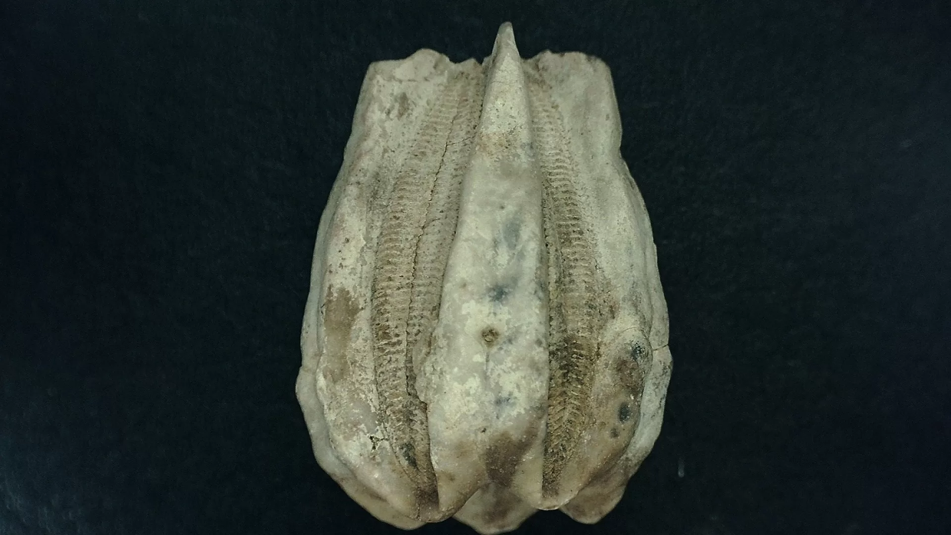 Timor Indonesia Deltoblastus elongatus Blastoid 4a | Fossils for Sale