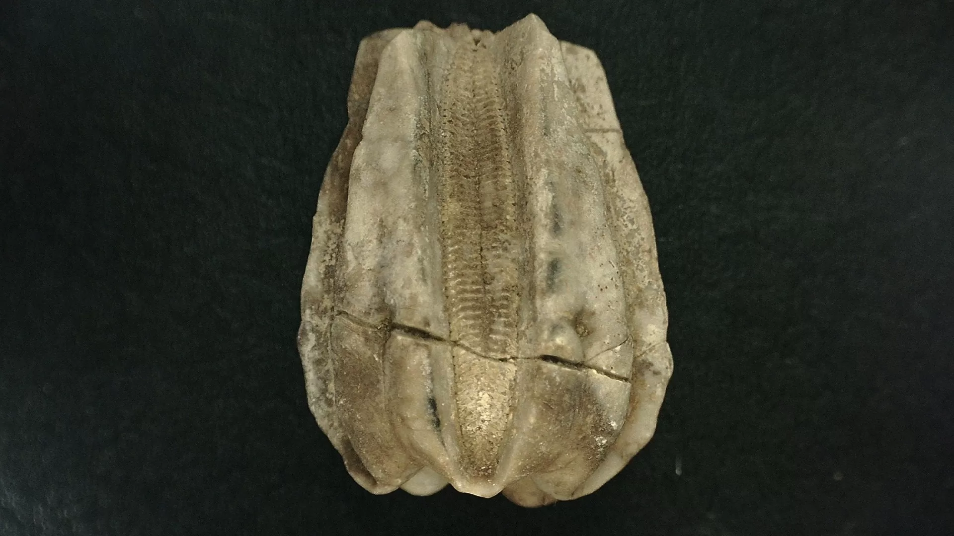 Timor Indonesia Deltoblastus elongatus Blastoid 4b | Fossils for Sale