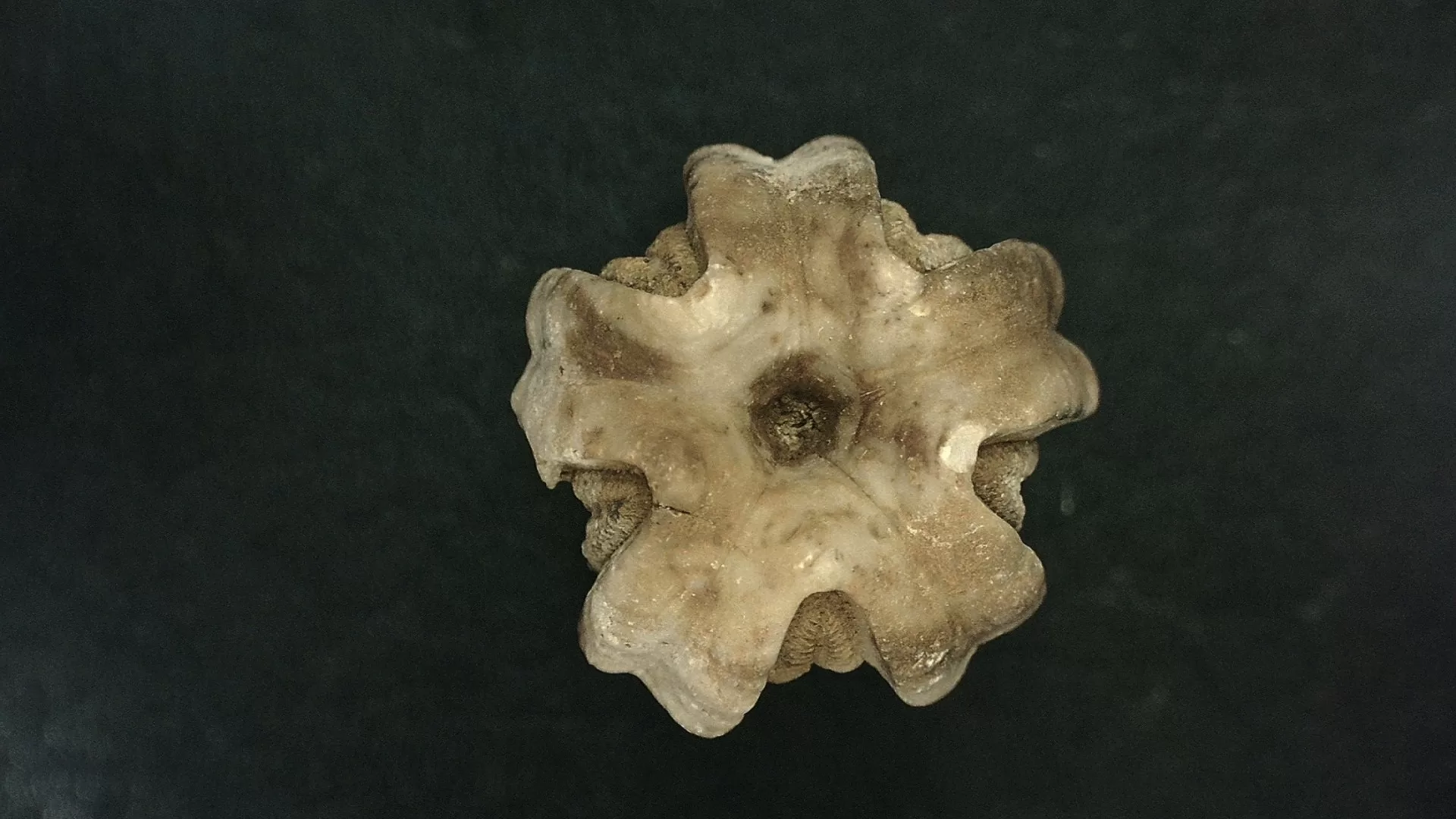 Timor Indonesia Deltoblastus elongatus Blastoid 4c | Fossils for Sale