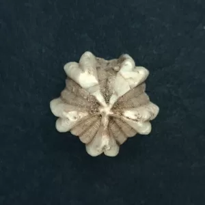 Deltoblastus permicus Blastoid #3