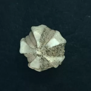 Deltoblastus permicus Blastoid #4