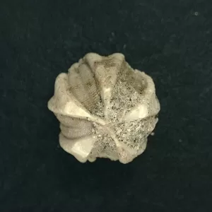 Deltoblastus permicus Blastoid #5