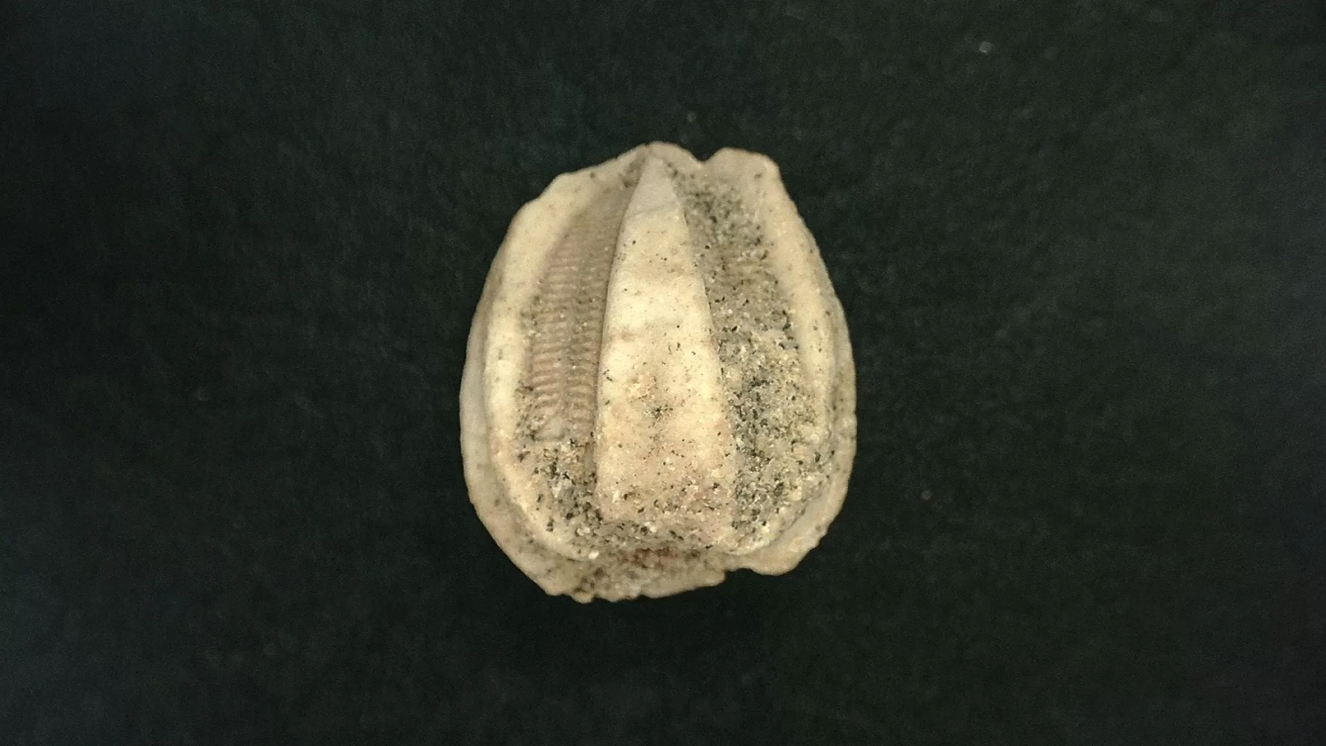 Timor Indonesia Deltoblastus permicus Blastoid 5a | Fossils for Sale