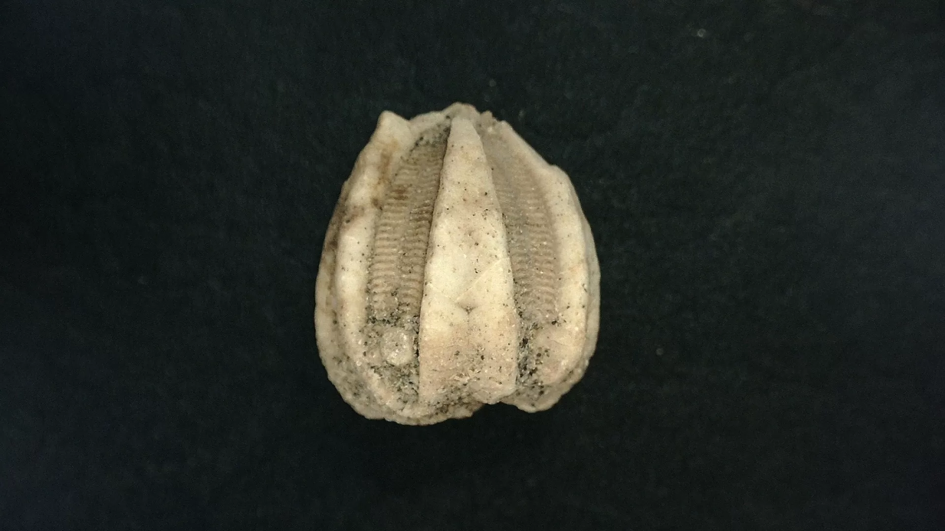 Timor Indonesia Deltoblastus permicus Blastoid 5b | Fossils for Sale