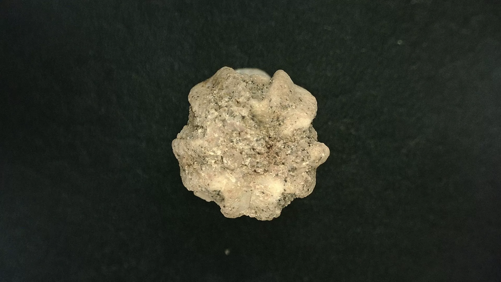 Timor Indonesia Deltoblastus permicus Blastoid 5c | Fossils for Sale