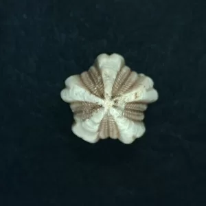 Deltoblastus unidentified Blastoid #1