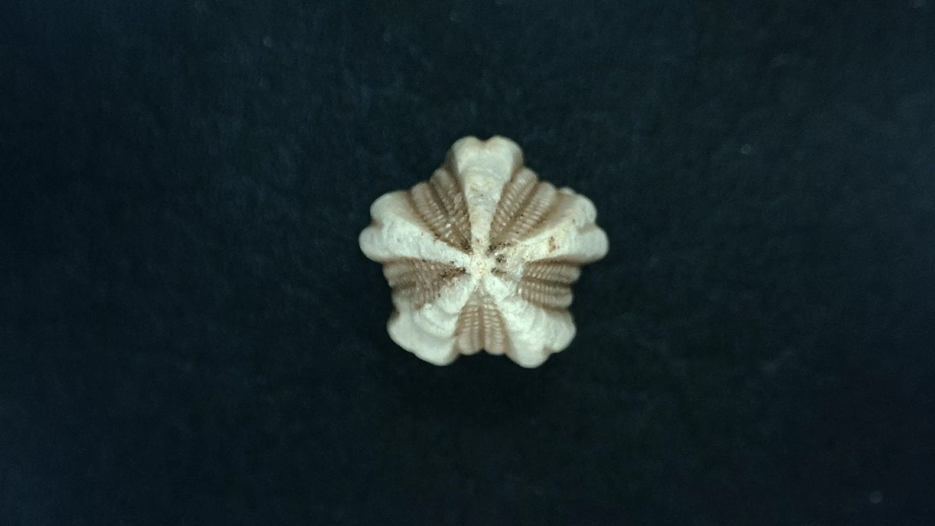 Timor Indonesia Deltoblastus sp. Blastoid 1 | Fossils for Sale