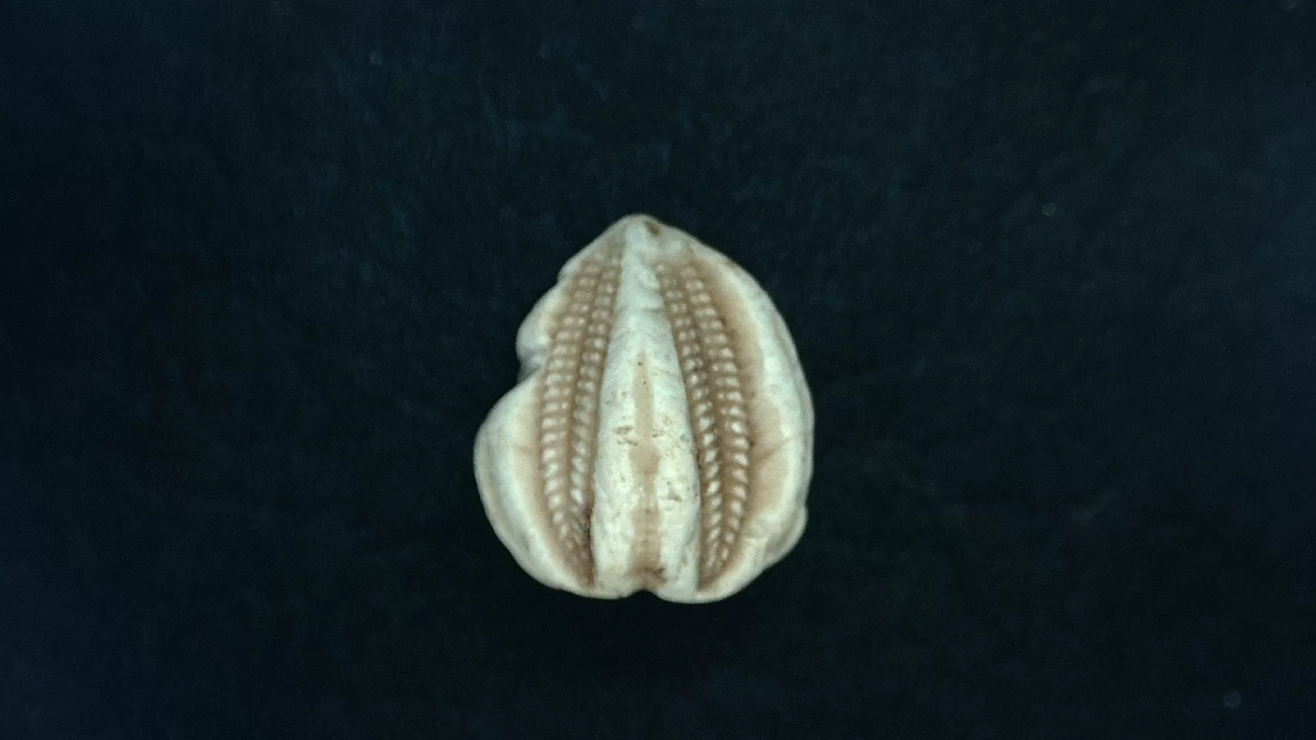 Timor Indonesia Deltoblastus sp. Blastoid 1a | Fossils for Sale