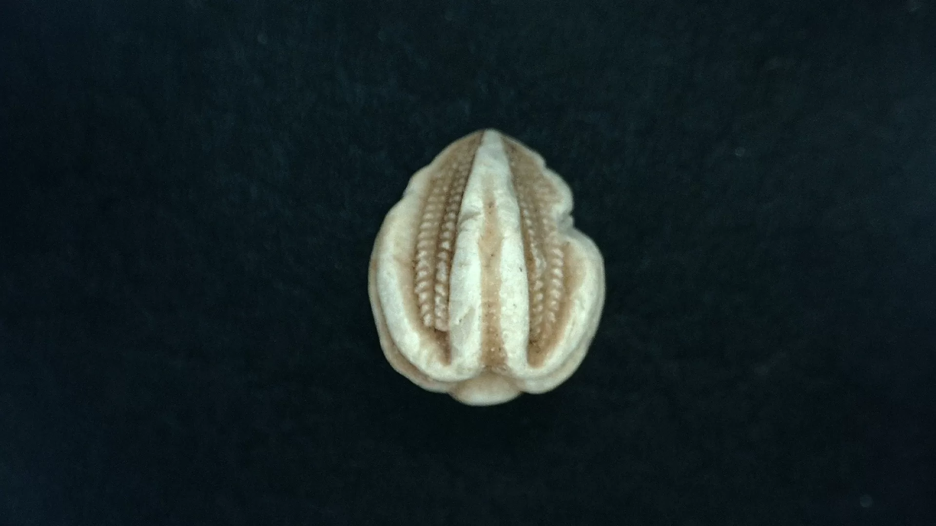 Timor Indonesia Deltoblastus sp. Blastoid 1b | Fossils for Sale