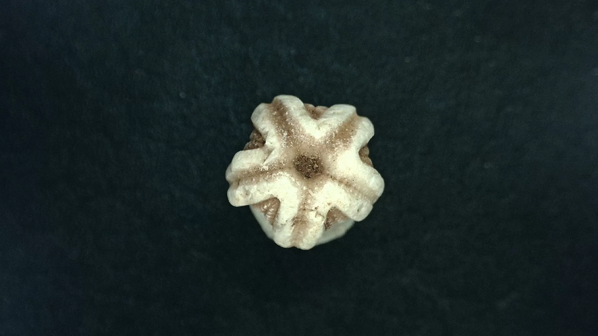 Timor Indonesia Deltoblastus sp. Blastoid 1c | Fossils for Sale