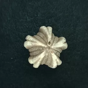 Deltoblastus unidentified Blastoid #3