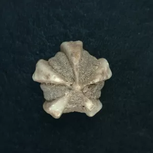 Deltoblastus unidentified Blastoid #4