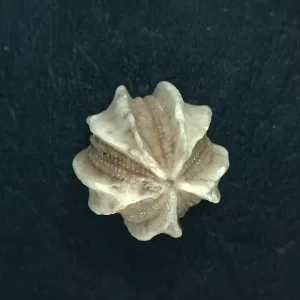 Deltoblastus unidentified Blastoid #5