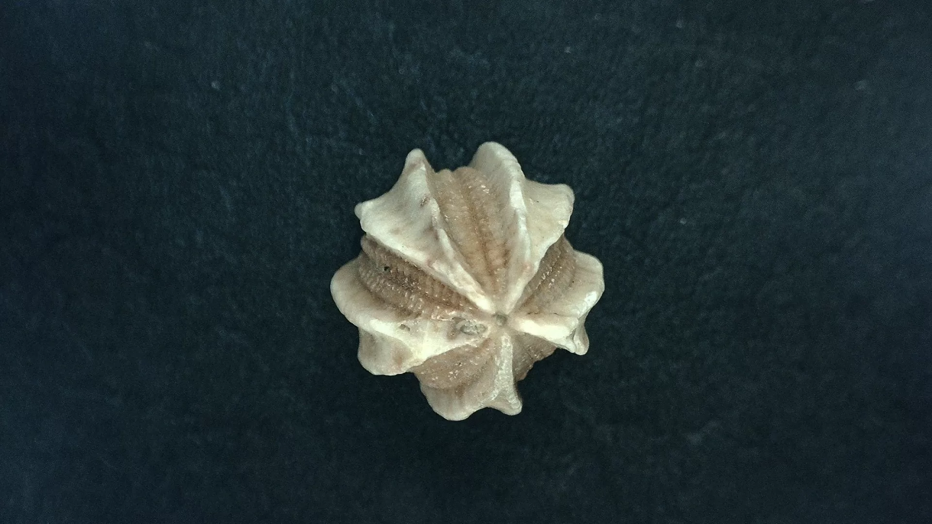 Timor Indonesia Deltoblastus sp. Blastoid 5 | Fossils for Sale