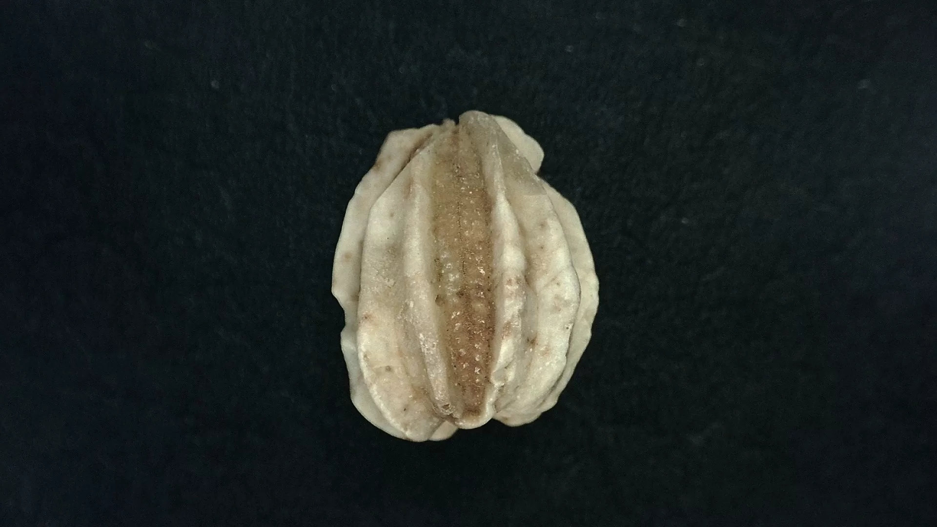 Timor Indonesia Deltoblastus sp. Blastoid 5a | Fossils for Sale