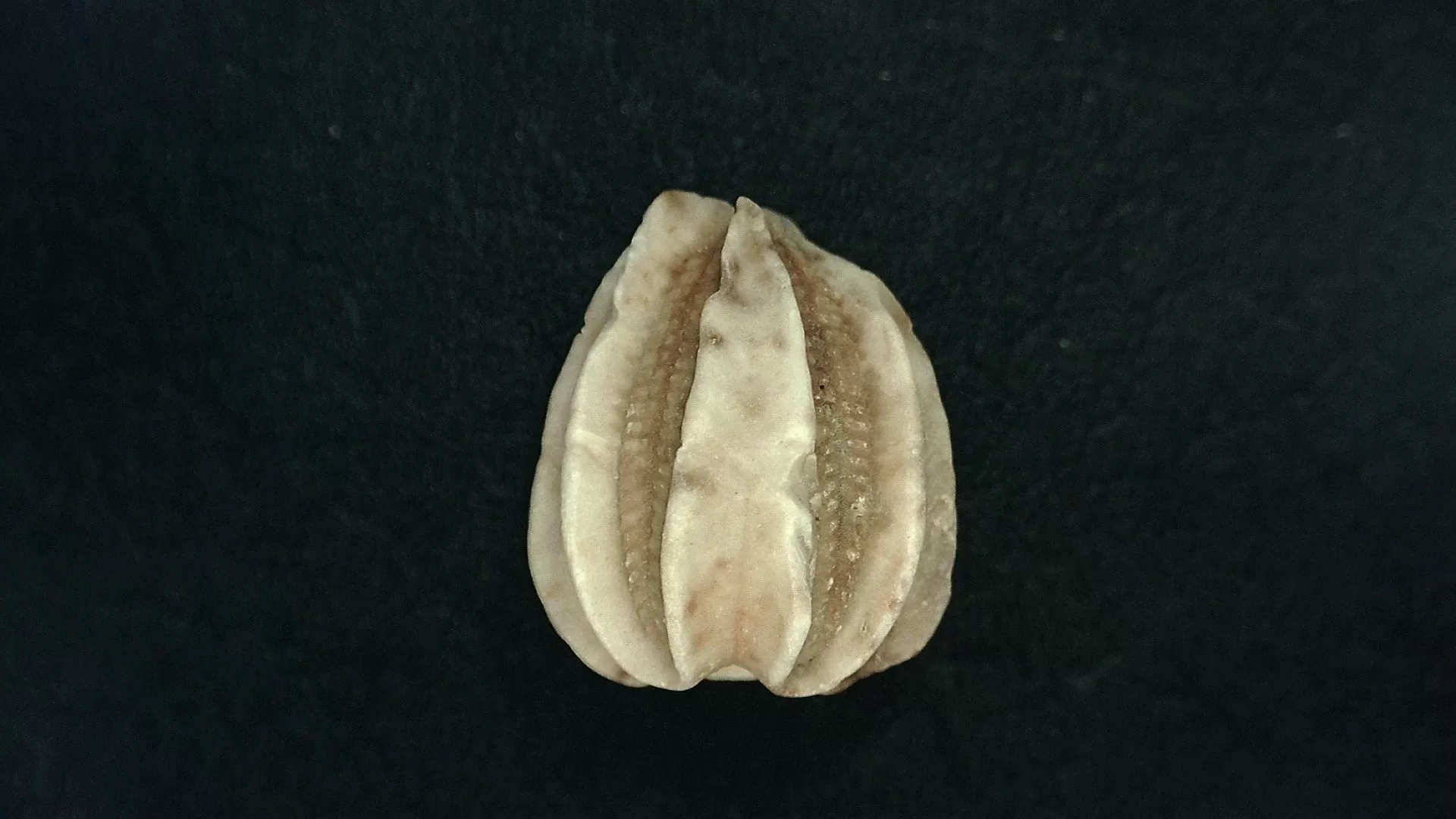 Timor Indonesia Deltoblastus sp. Blastoid 5b | Fossils for Sale