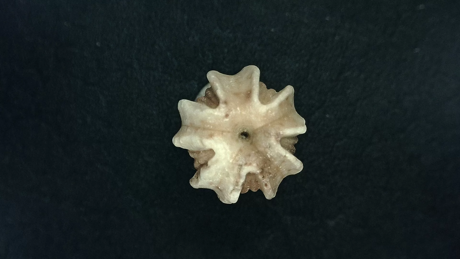 Timor Indonesia Deltoblastus sp. Blastoid 5c | Fossils for Sale