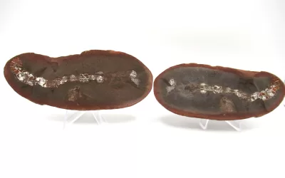 Mazon Creek Sea Cucumber Nodule #154