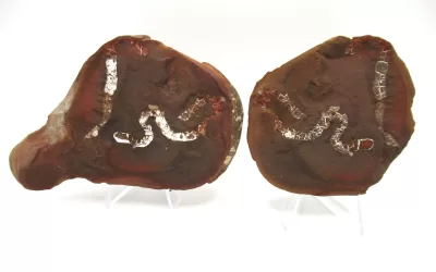 Mazon Creek Sea Cucumber Nodule #155