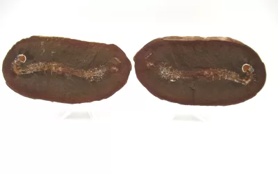 Mazon Creek Sea Cucumber Nodule #158