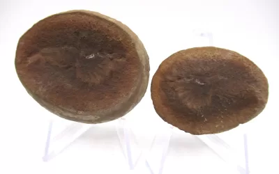 Mazon Creek Shrimp Nodule #128