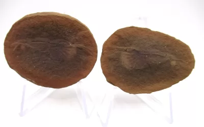 Mazon Creek Shrimp Nodule #129