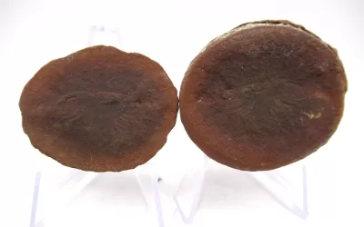 Mazon Creek Shrimp Nodule #132