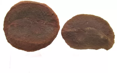 Mazon Creek Shrimp Nodule #133