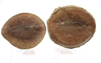 Mazon Creek Shrimp Nodule #135