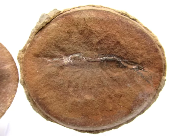 Genuine Pennsylvanian Age Mazon Creek Shrimp Nodule Fossils From Illinois For Sale #135a